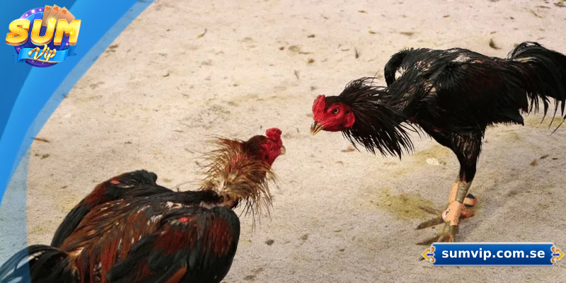 Cách Nuôi Gà Đá – Hướng Dẫn Chi Tiết Từ A Đến Z 7 Cách Nuôi Gà Đá – Hướng Dẫn Chi Tiết Từ A Đến Z