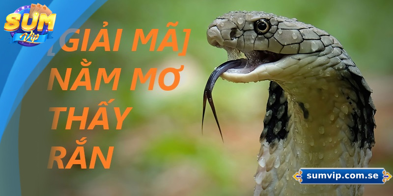 Mơ Thấy Rắn Là Điềm Gì? Giải Mã Chi Tiết Và Con Số May Mắn 4 Mơ Thấy Rắn Là Điềm Gì? Giải Mã Chi Tiết Và Con Số May Mắn
