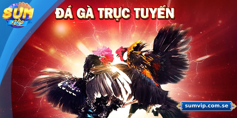 SUMVIP ⭐️ Link Vào SUMVIP【2025】✔️ Mobile Bản Mới Nhất 37 Sảnh đá gà trực tuyến cung cấp dịch vụ cá cược tại các giải đấu uy tín hàng đầu